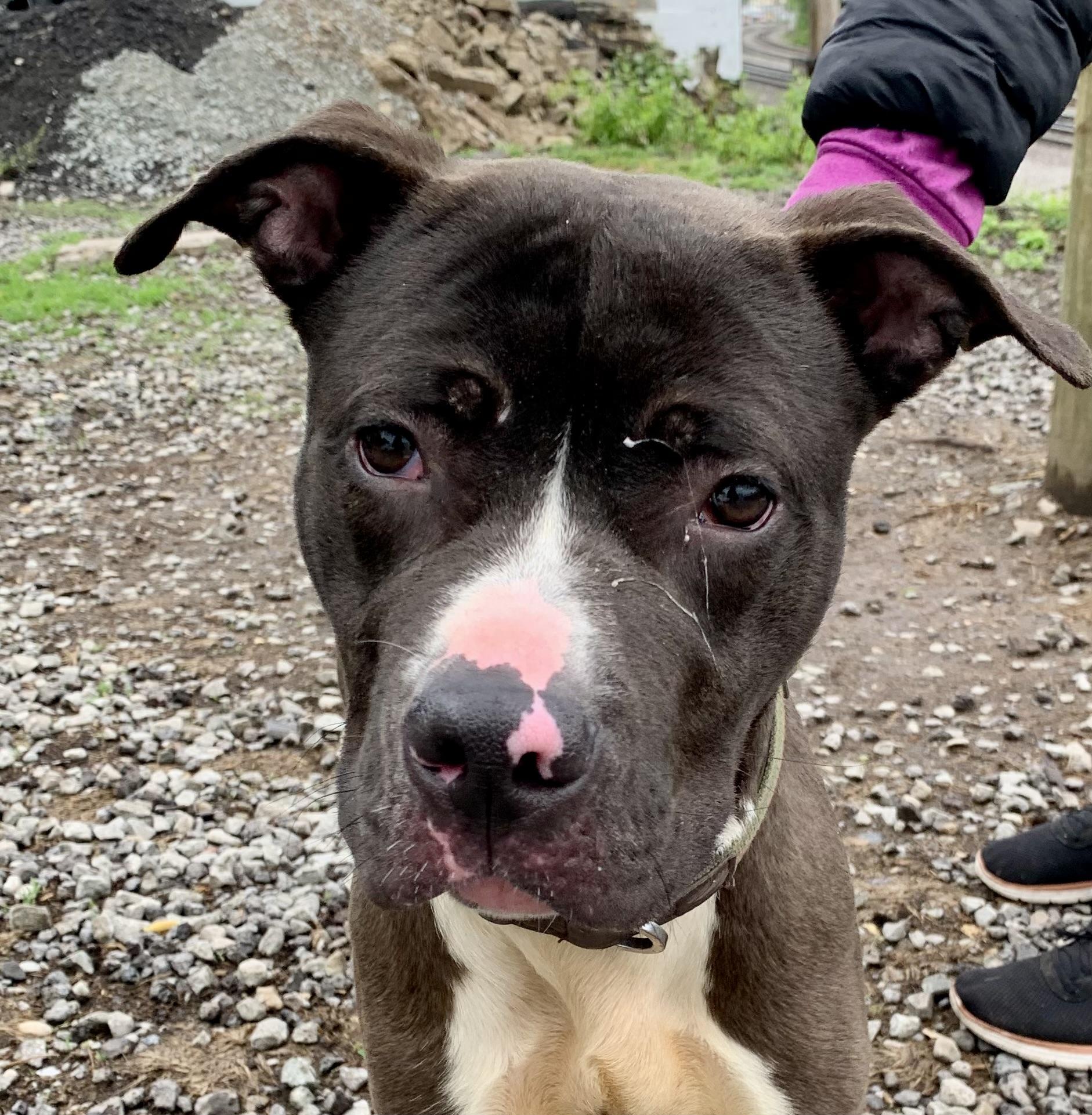 Enlarge Dexter , a ADOPTABLE Mixed Breed in McKeesport, PA image 4/6