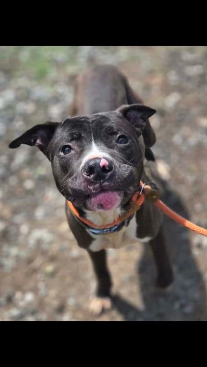 Enlarge Dexter , a ADOPTABLE Mixed Breed in McKeesport, PA video 6/6