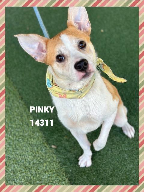PINKY