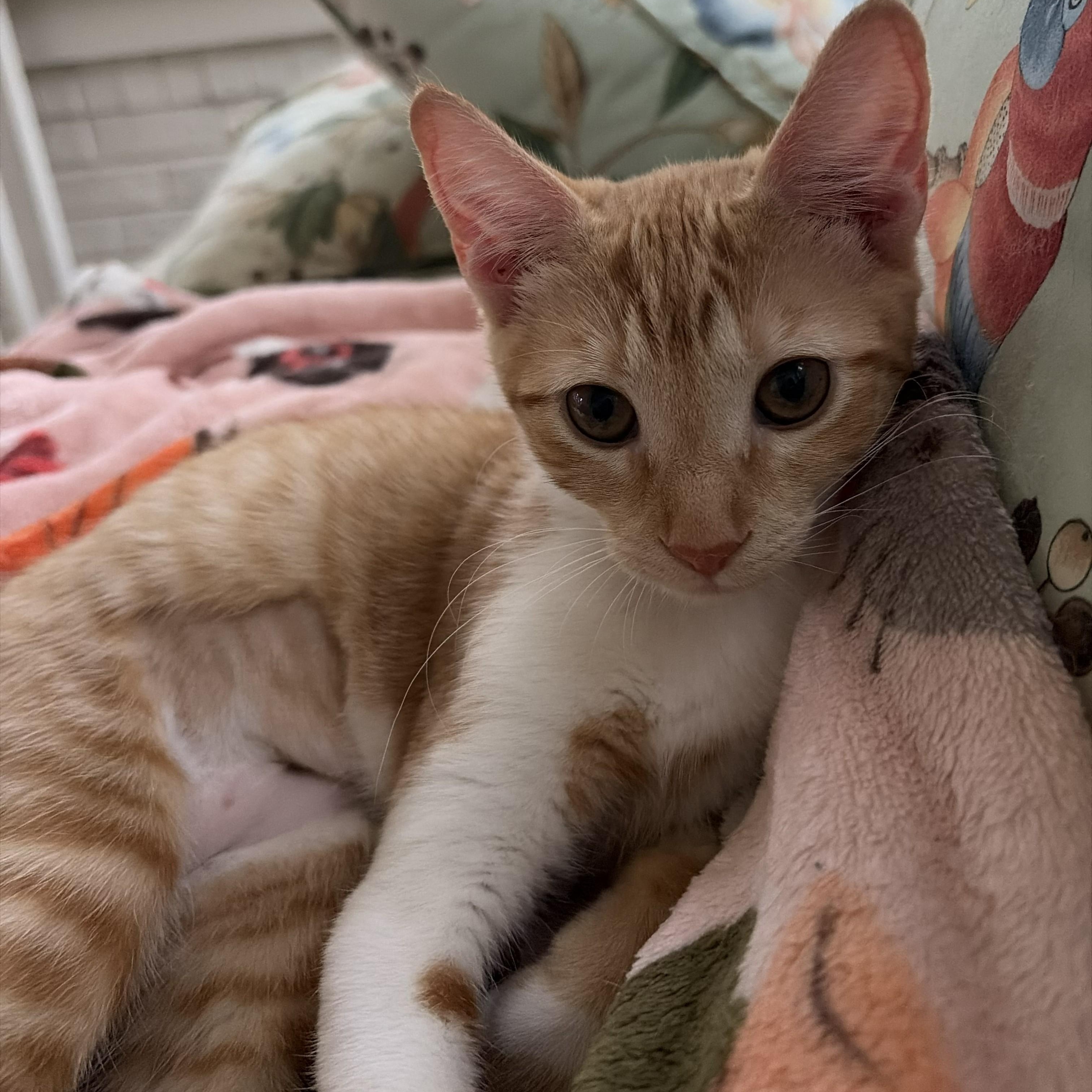 Enlarge Sunny, an adopted Domestic Short Hair in SNOW HILL, NC image 1/1