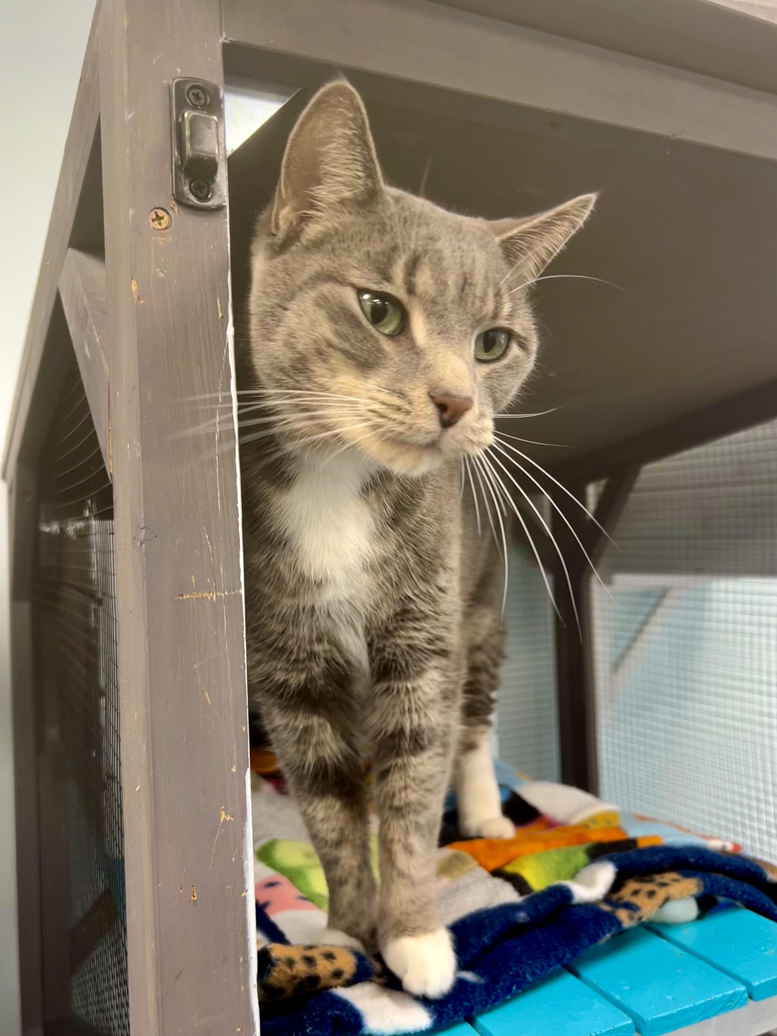 Enlarge Anastasia - CHOW HOUND, a ADOPTABLE Tabby in Grand Rapids, MI image 3/6