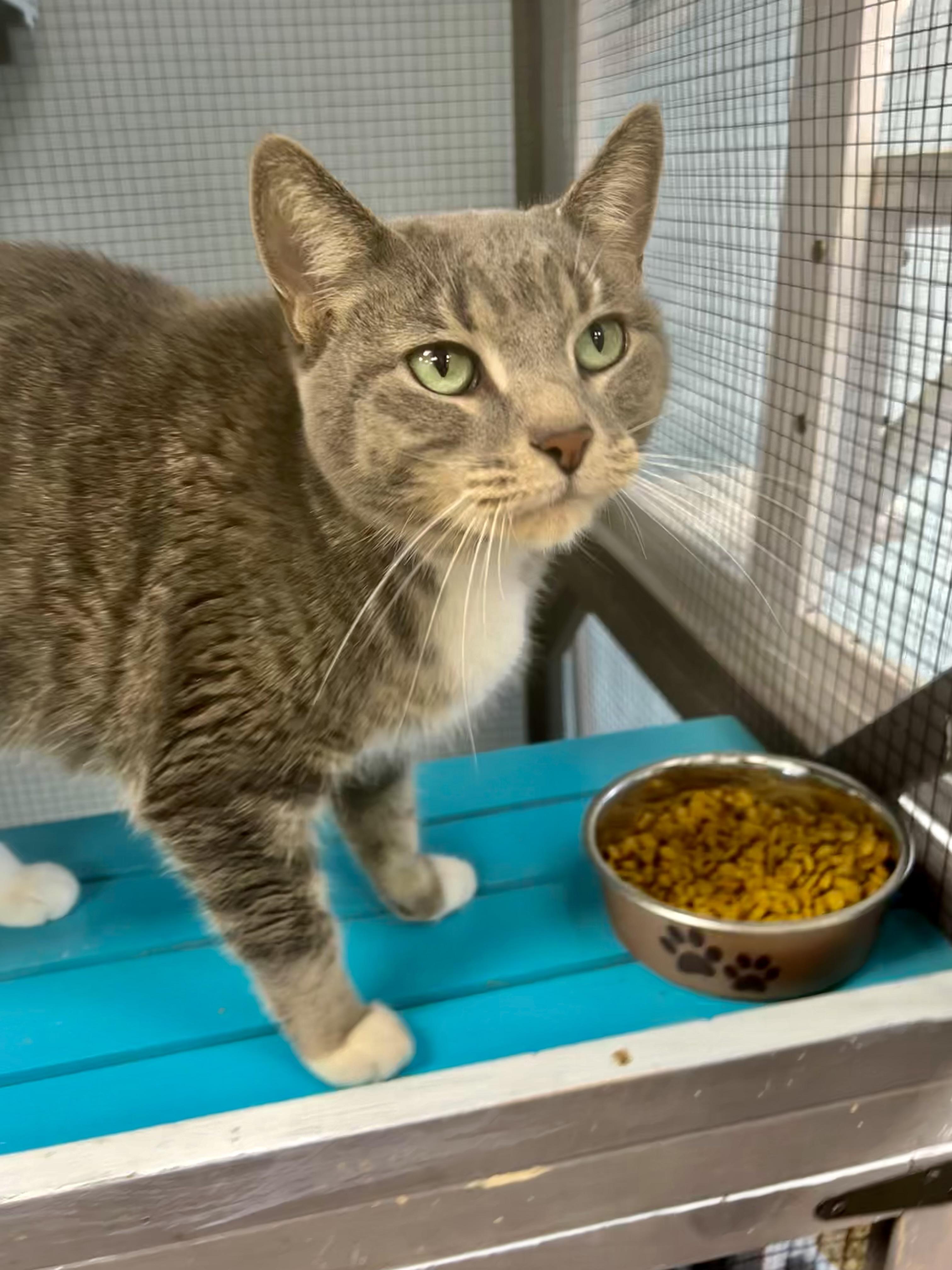 Enlarge Anastasia - CHOW HOUND, a ADOPTABLE Tabby in Grand Rapids, MI image 4/6