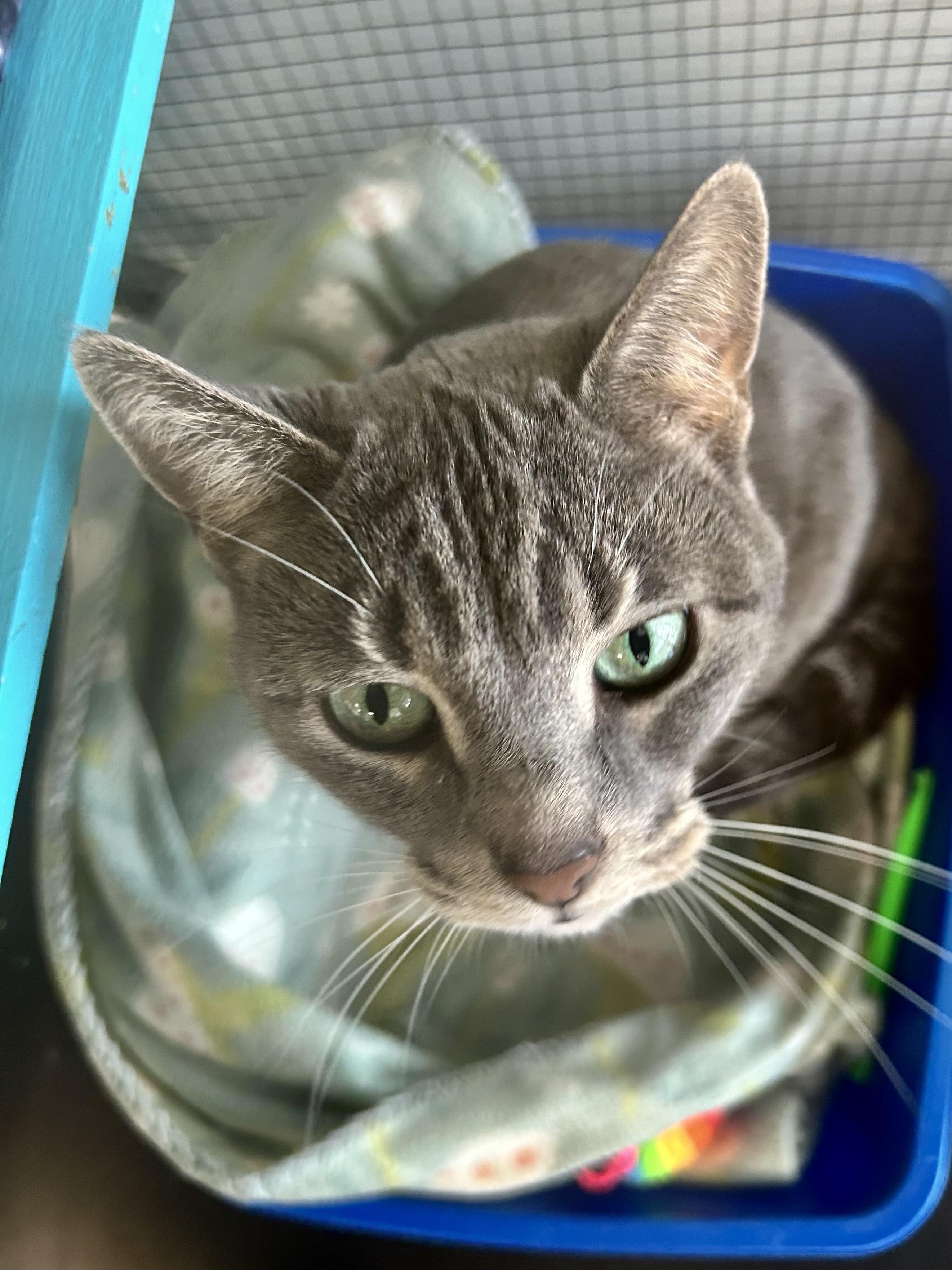 Enlarge Anastasia - CHOW HOUND, a ADOPTABLE Tabby in Grand Rapids, MI image 2/6