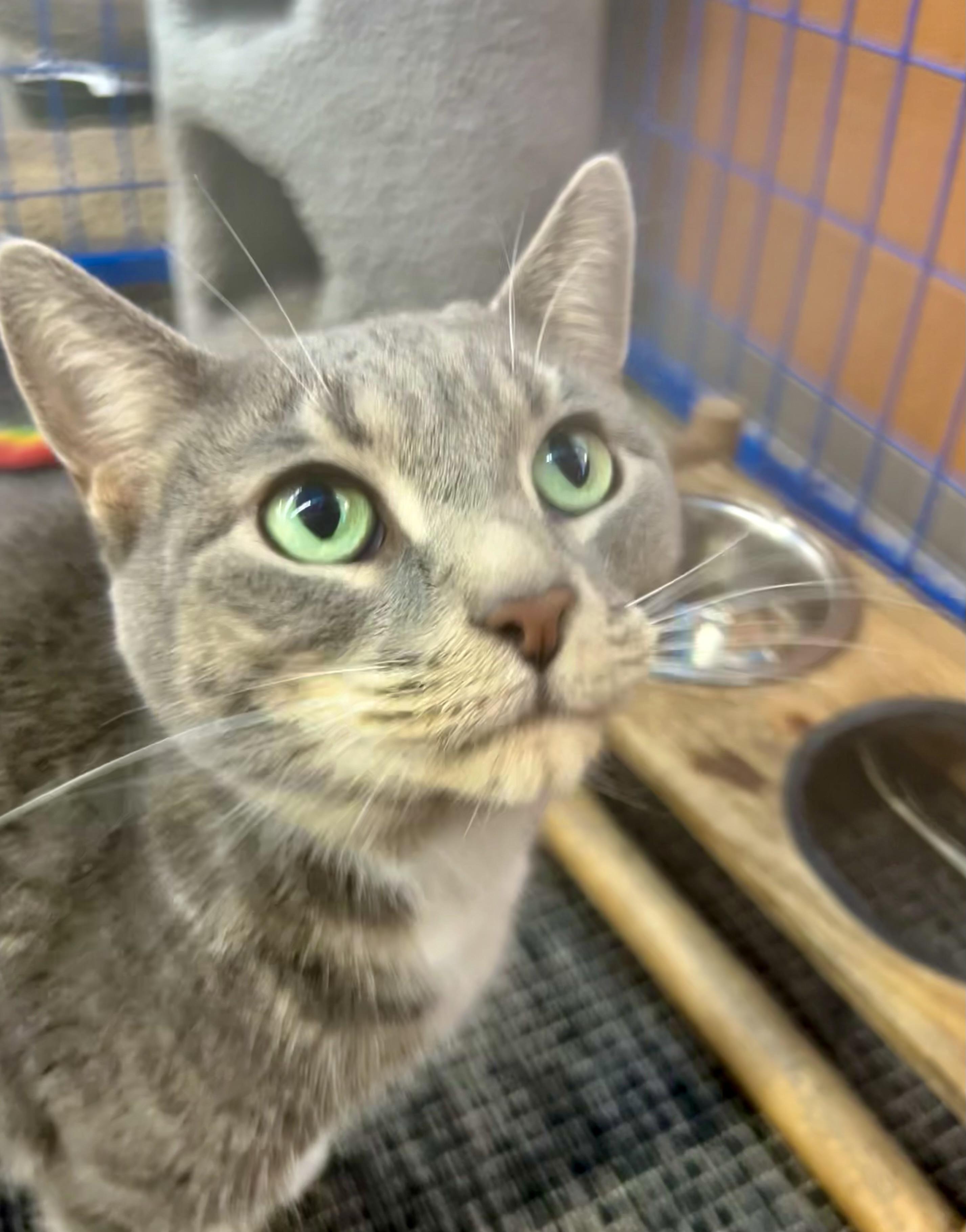 Anastasia - CHOW HOUND, ADOPTABLE, Young Female Tabby.