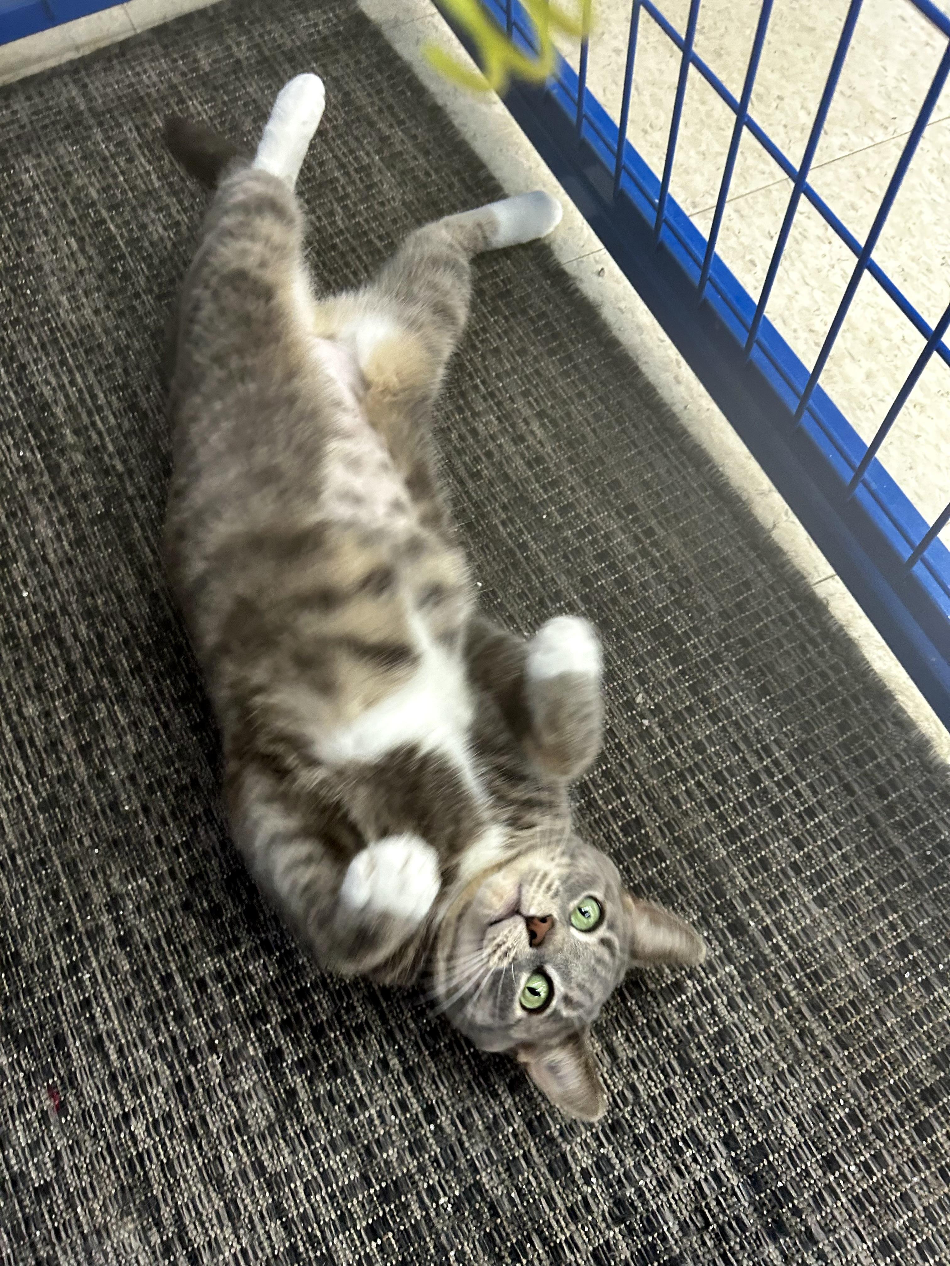 Enlarge Anastasia - CHOW HOUND, a ADOPTABLE Tabby in Grand Rapids, MI image 5/6