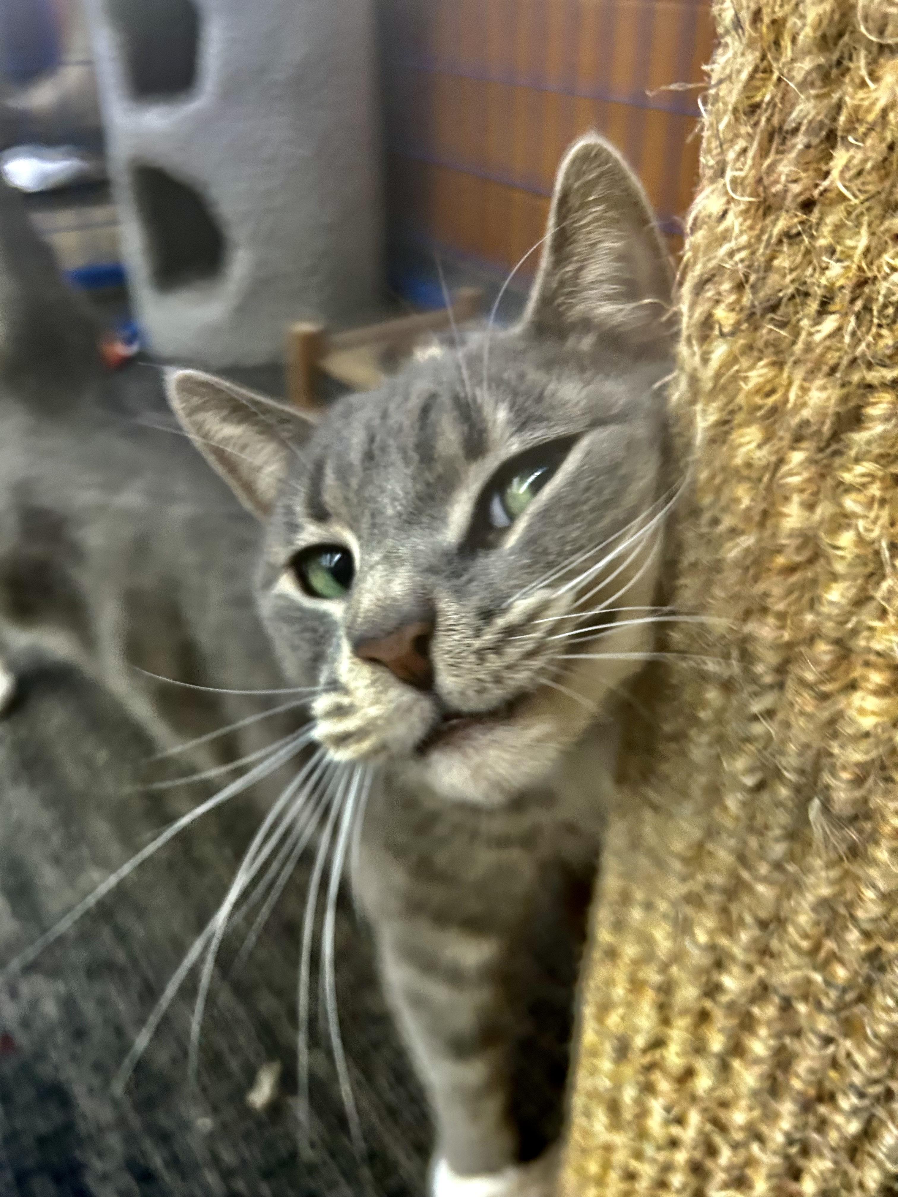 Enlarge Anastasia - CHOW HOUND, a ADOPTABLE Tabby in Grand Rapids, MI image 6/6