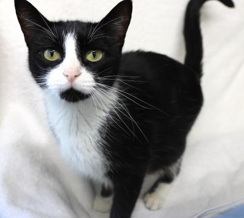 Wanda, Adoptable, Adult Female Domestic Short Hair.