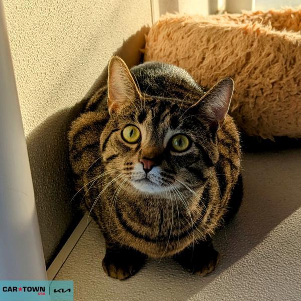 Maisie Rae, Adoptable, Young Female Domestic Short Hair.