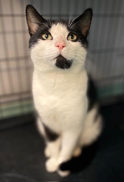 Zamboni, Adoptable, Adult Male Domestic Short Hair.