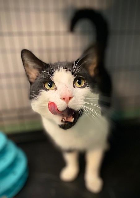 Enlarge Zamboni, a Adoptable Domestic Short Hair in Duxbury, MA image 2/5
