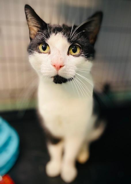 Enlarge Zamboni, a Adoptable Domestic Short Hair in Duxbury, MA image 3/5