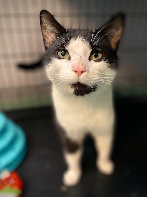 Enlarge Zamboni, a Adoptable Domestic Short Hair in Duxbury, MA image 4/5