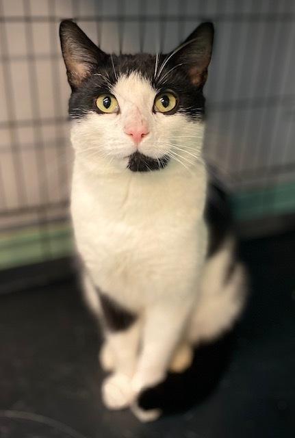 Enlarge Zamboni, a Adoptable Domestic Short Hair in Duxbury, MA image 5/5