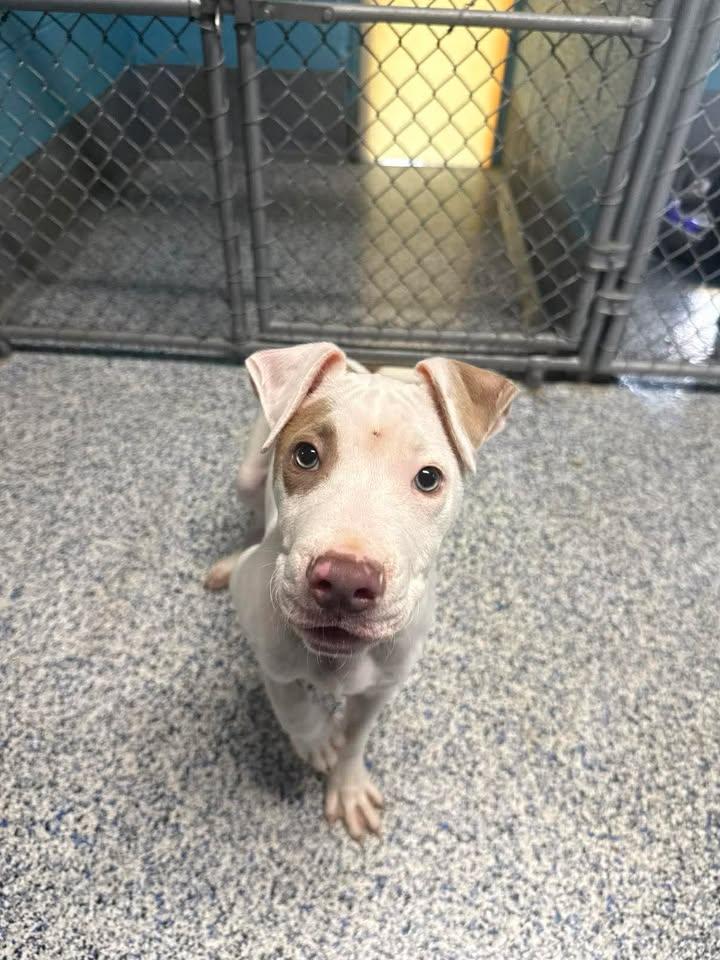 Enlarge Titan, a ADOPTABLE mixed breed in Wilmington, NC image 1/1