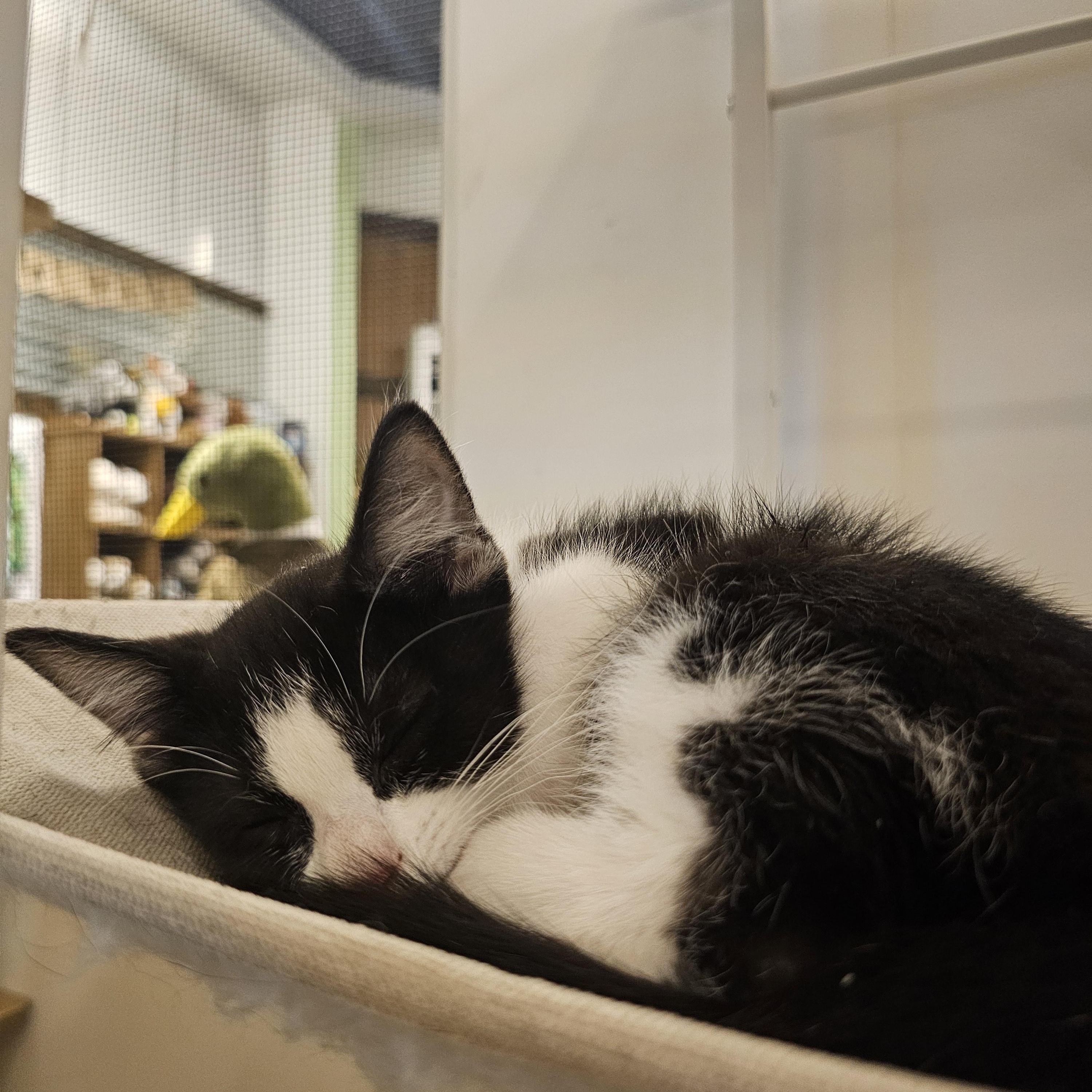 Willow, an adoptable Domestic Short Hair in Saint Cloud, MN, 56301 | Photo Image 1