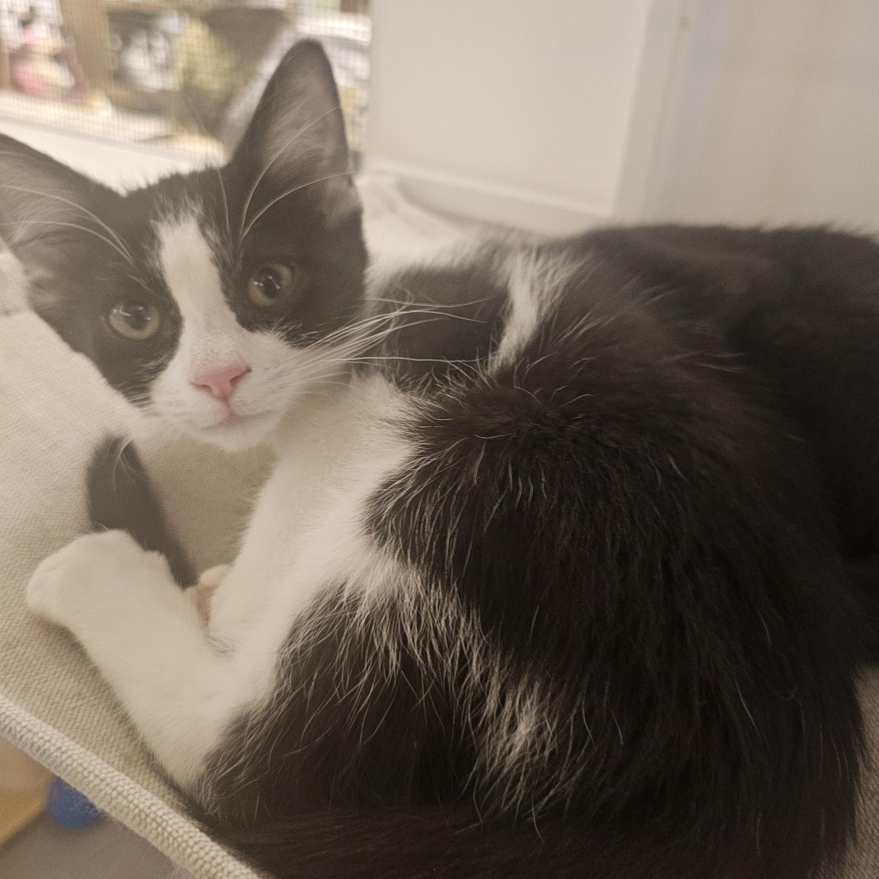 Willow, an adoptable Domestic Short Hair in Saint Cloud, MN, 56301 | Photo Image 3