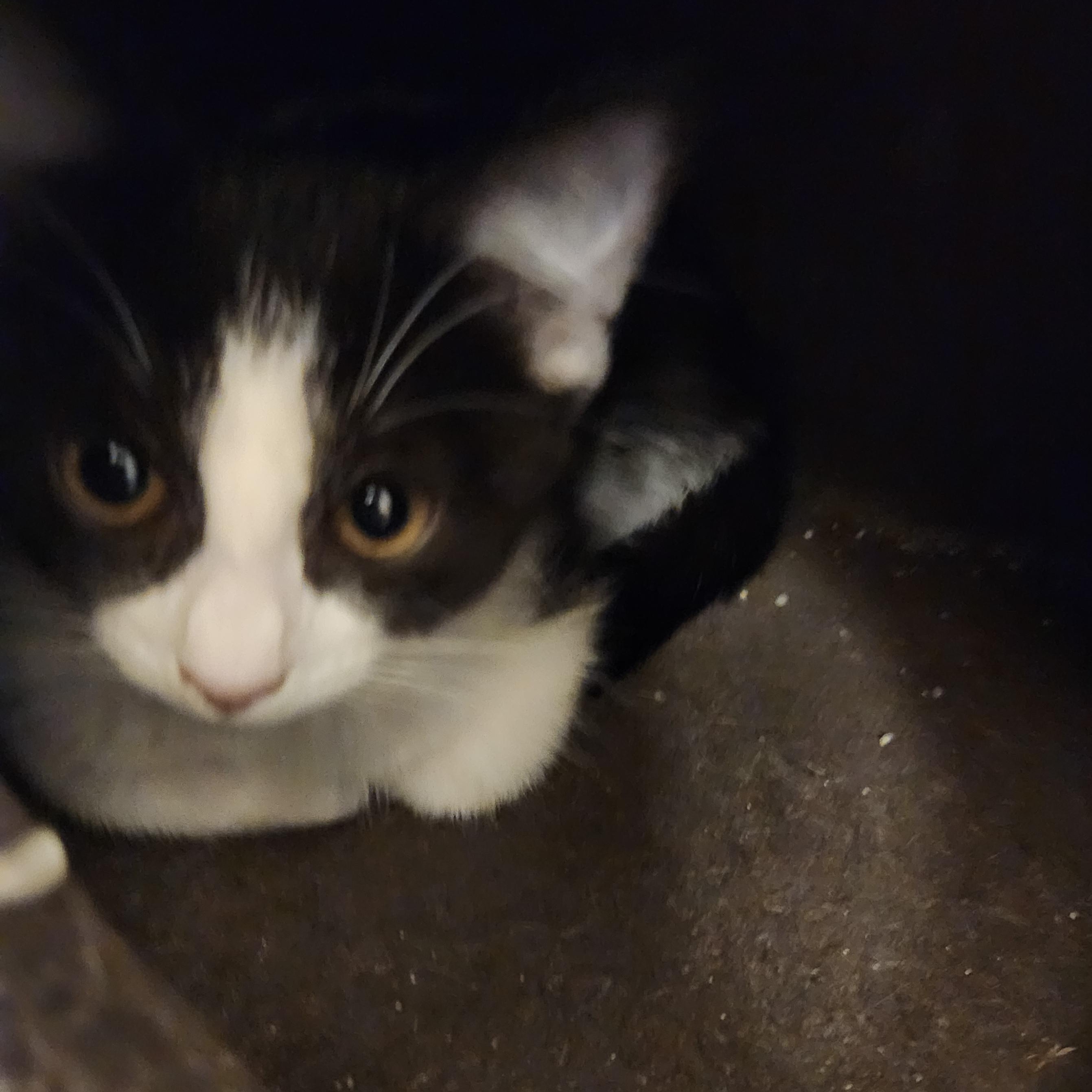 Willow, an adoptable Domestic Short Hair in Saint Cloud, MN, 56301 | Photo Image 5