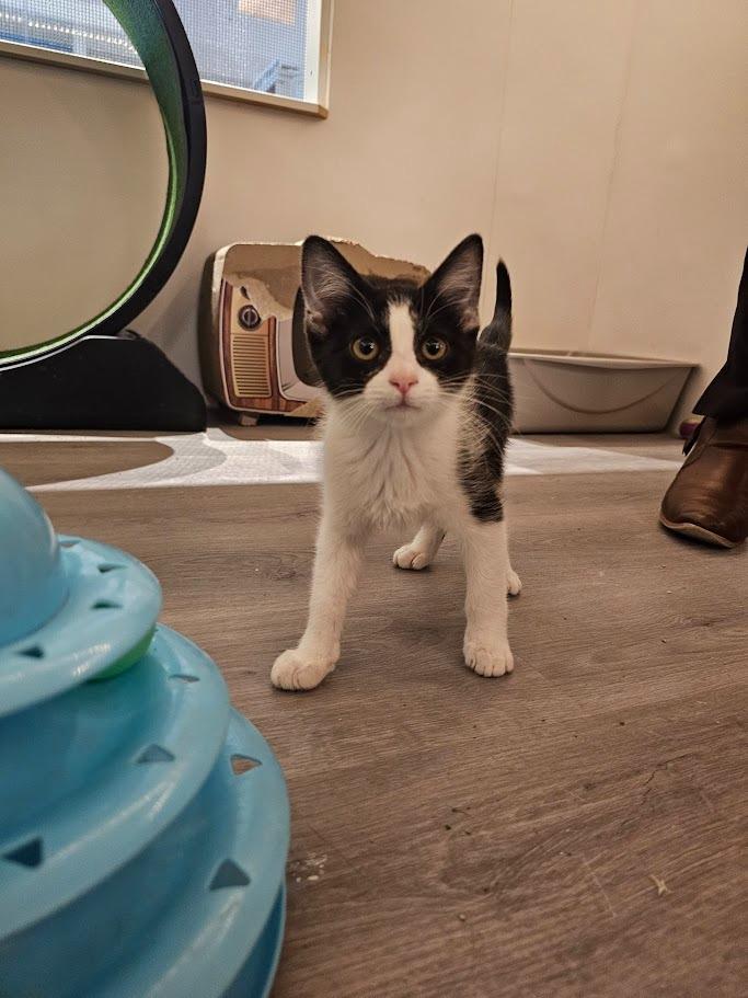 Willow, an adoptable Domestic Short Hair in Saint Cloud, MN, 56301 | Photo Image 2