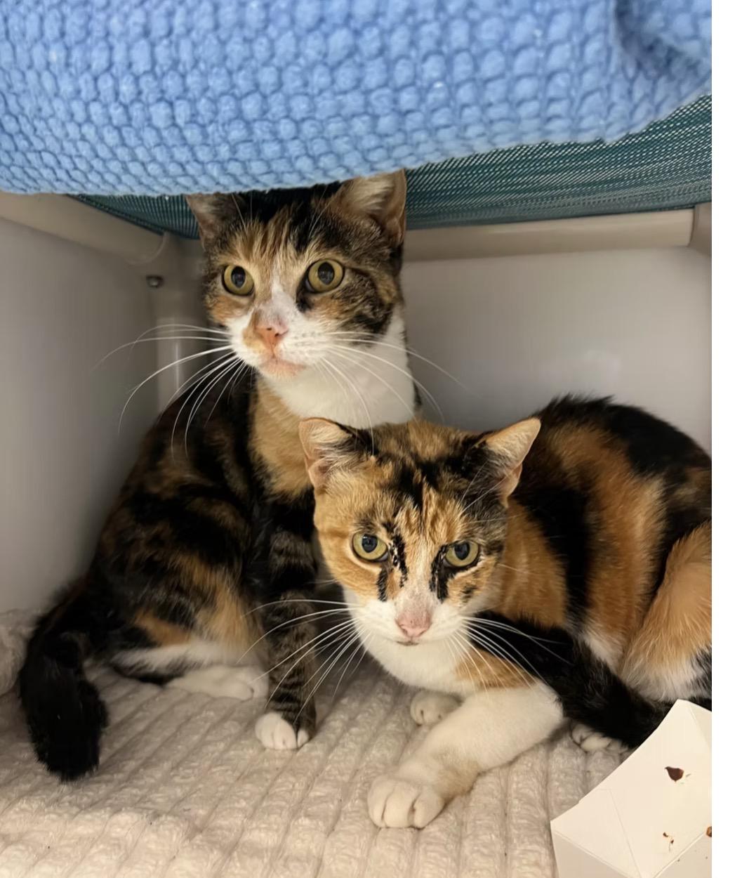 Lyss and Natalia, ADOPTABLE, Adult Female Domestic Short Hair.