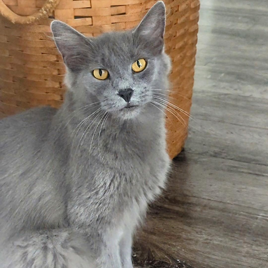 Flora - In Foster, Adoptable, Adult Female Domestic Medium Hair.