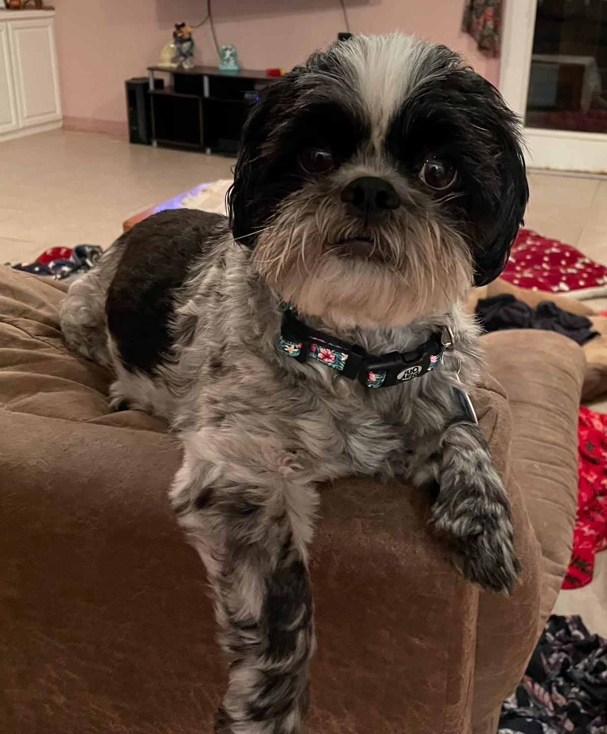 Benji the Shihtzu, Adopted, Adult Male Shih Tzu.