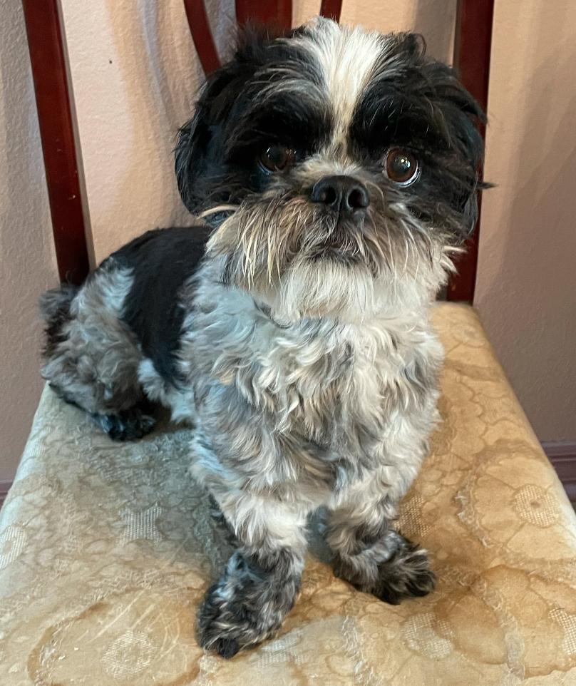 Enlarge Benji the Shihtzu, a Adopted Shih Tzu in Osteen, FL image 2/3