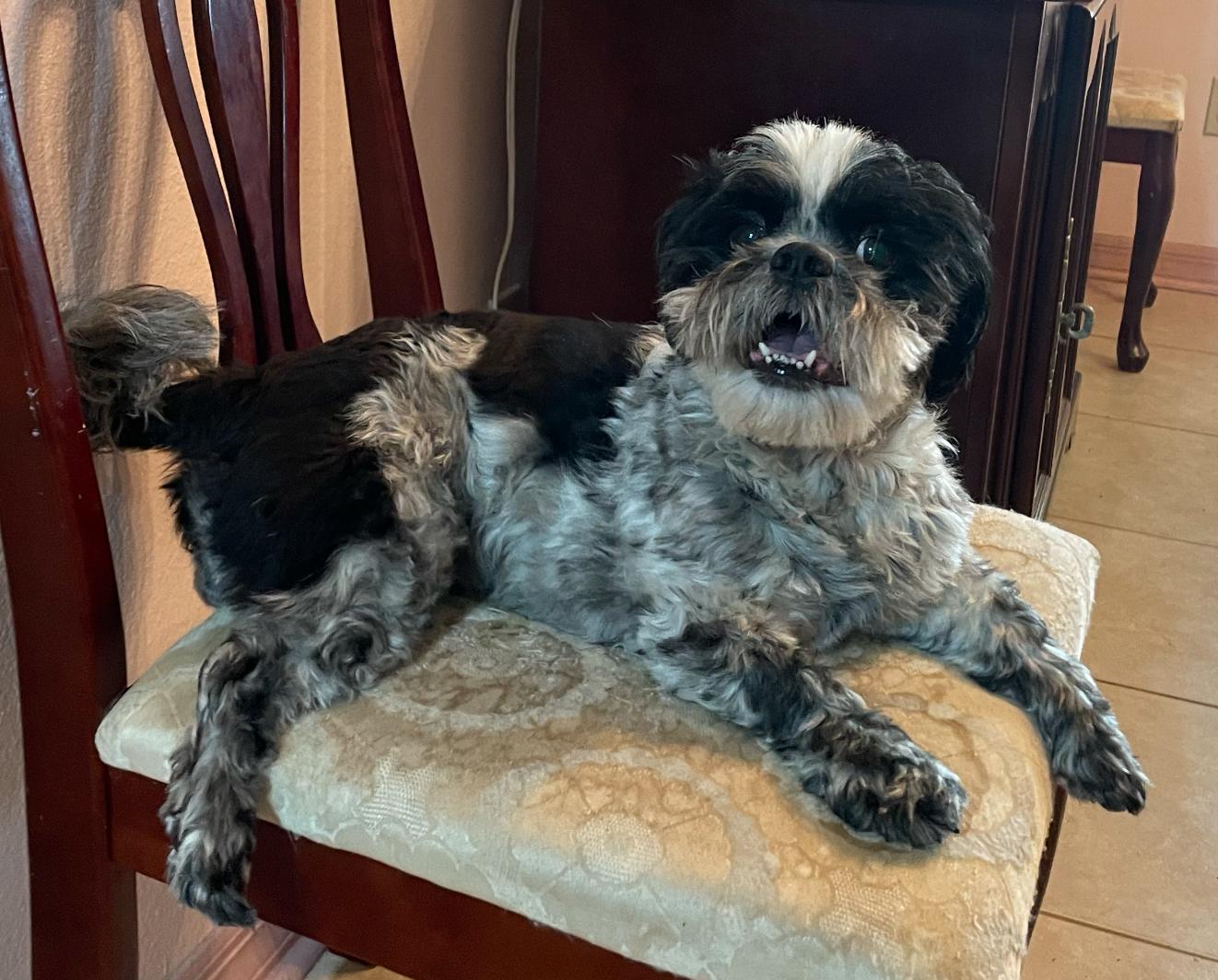 Enlarge Benji the Shihtzu, a Adopted Shih Tzu in Osteen, FL image 3/3