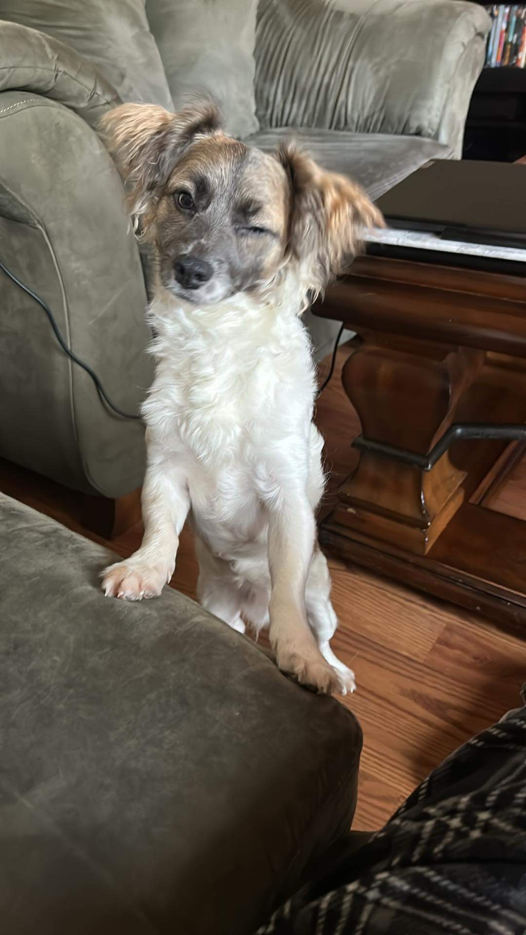 LITTLE LARRY (bonded with Leo)