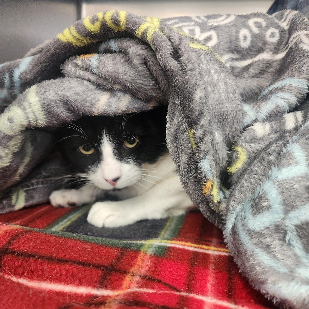 Tiramisu, Adoptable, Young Male Domestic Short Hair.