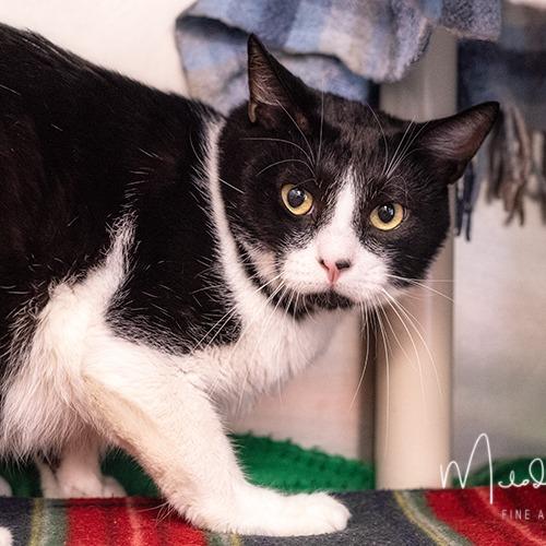 Tiramisu, a Adoptable Domestic Short Hair in Brockton, MA image 2/2