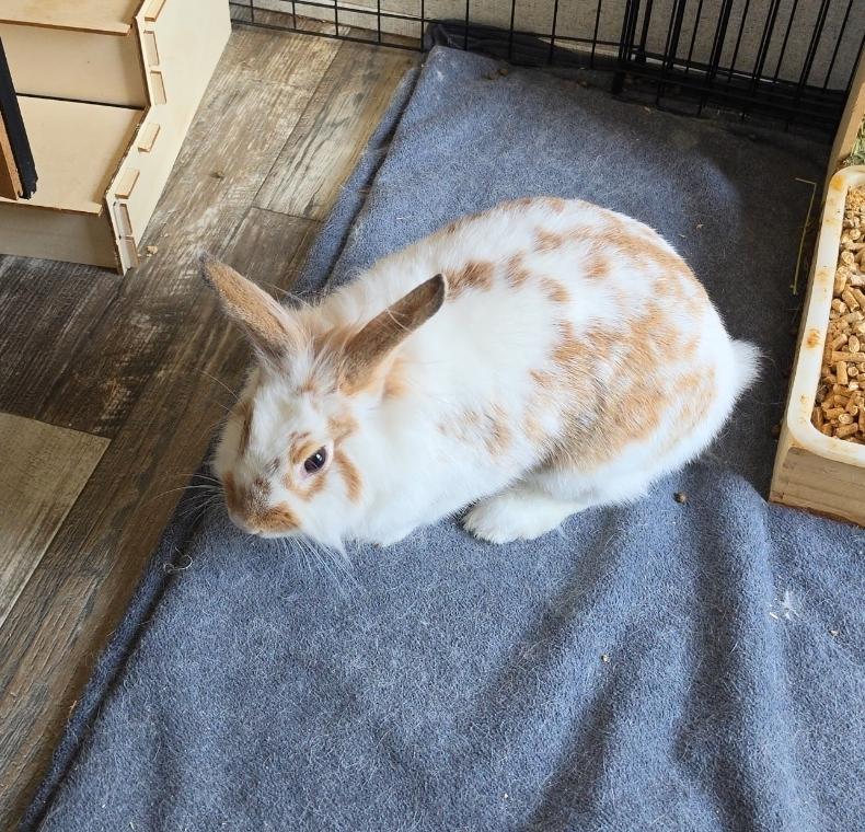 Honey, adopted, Adult Female Lionhead.