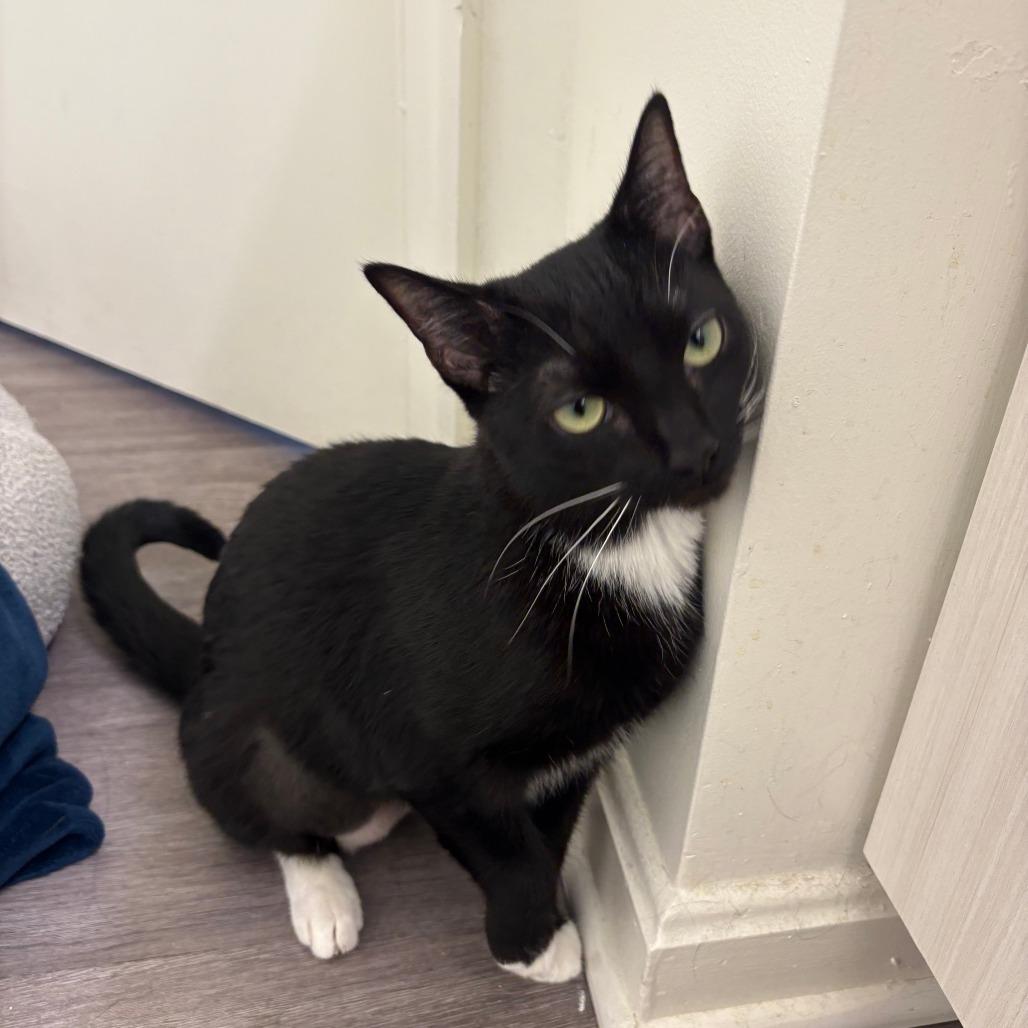 York Peppermint Patty, Adoptable, Young Female Domestic Short Hair.