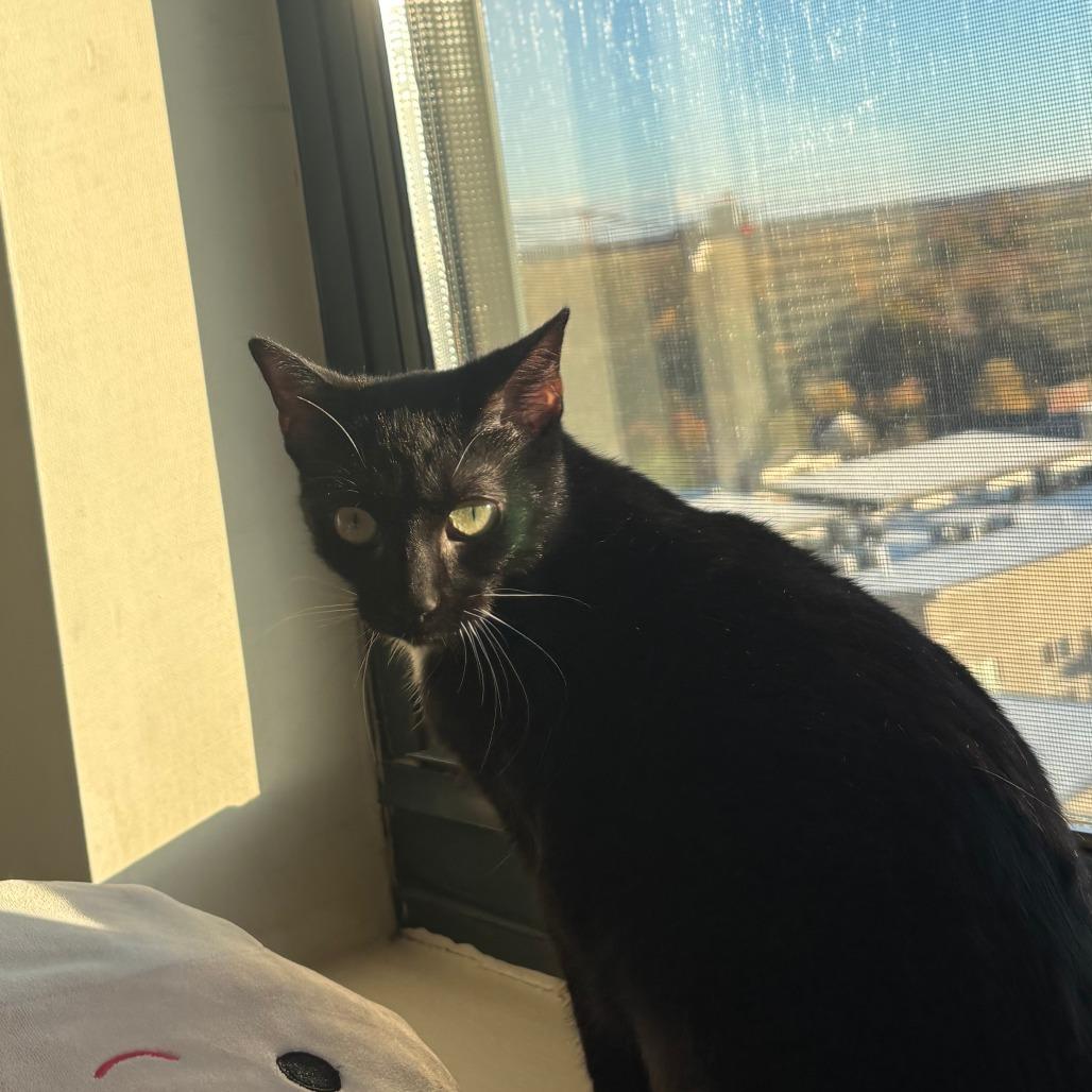 Enlarge York Peppermint Patty, a Adoptable Domestic Short Hair in Baltimore, MD image 2/4