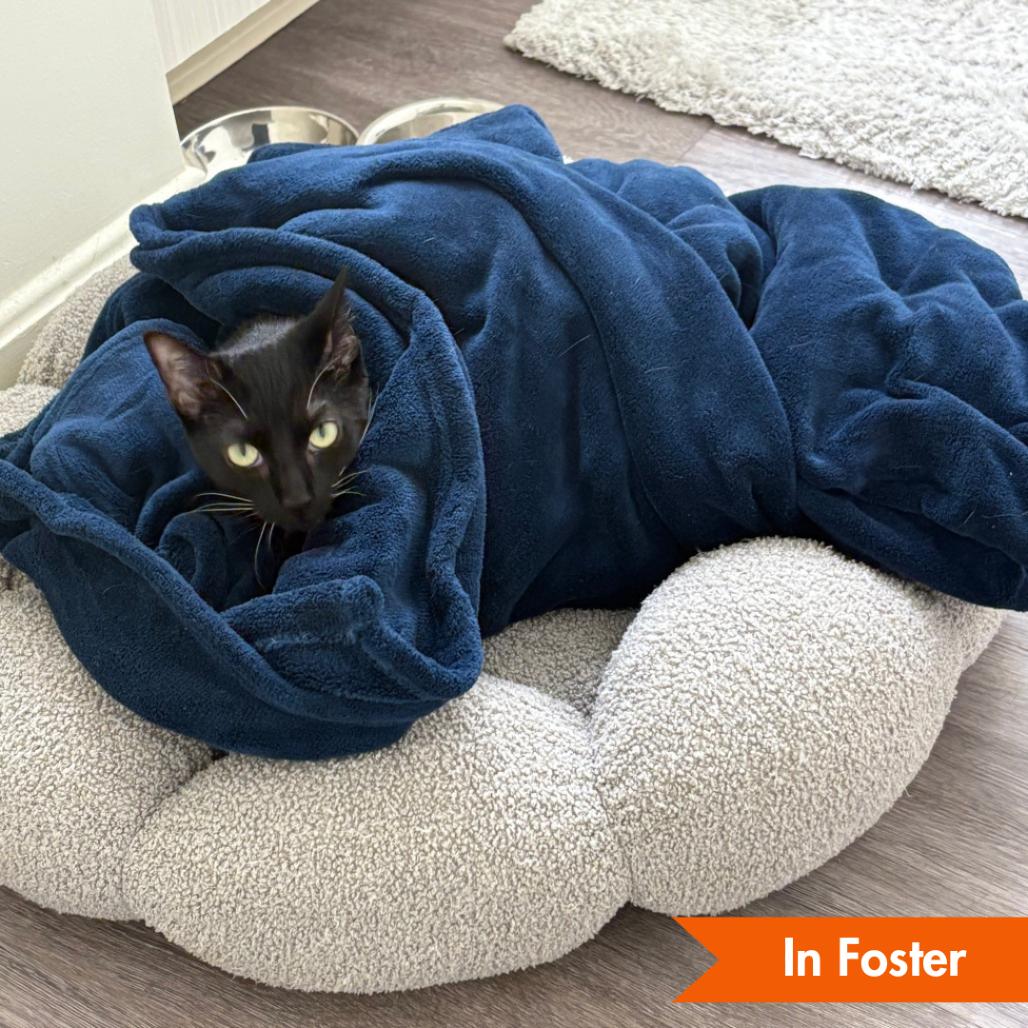 Enlarge York Peppermint Patty, a Adoptable Domestic Short Hair in Baltimore, MD image 3/4