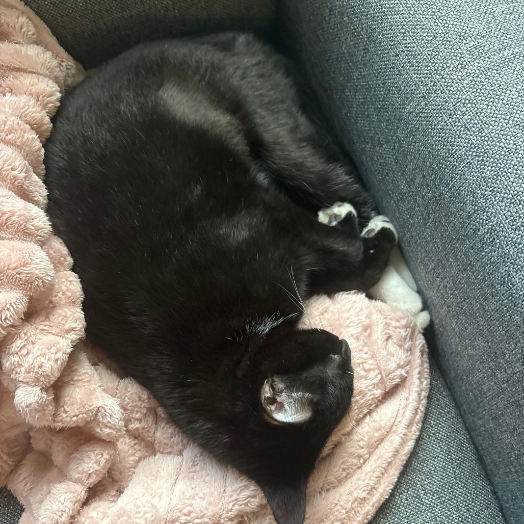 Enlarge York Peppermint Patty, a Adoptable Domestic Short Hair in Baltimore, MD image 4/4