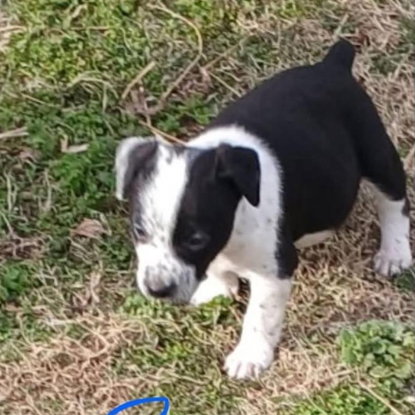 Enlarge Indy, a Adoptable Mixed Breed in Joliet, IL image 1/1