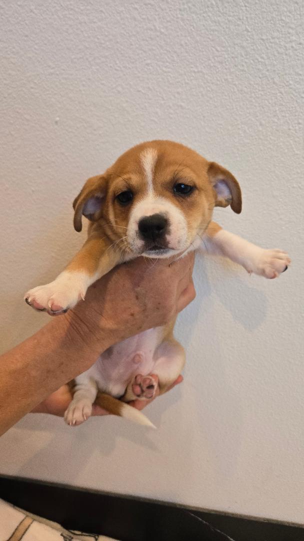 Bubba, a Adoptable mixed breed in Portland, OR image 3/4