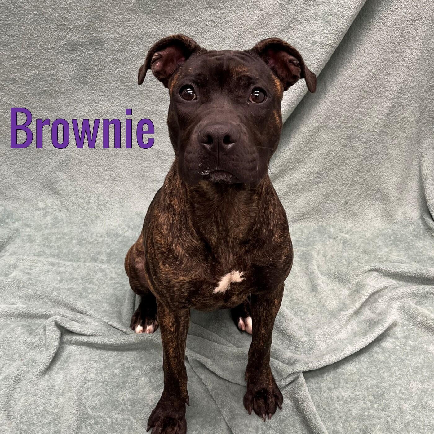 Brownie, ADOPTABLE, Puppy Female Mixed Breed.