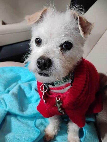 Willy, a Adopted mixed breed in San Diego, CA image 3/3