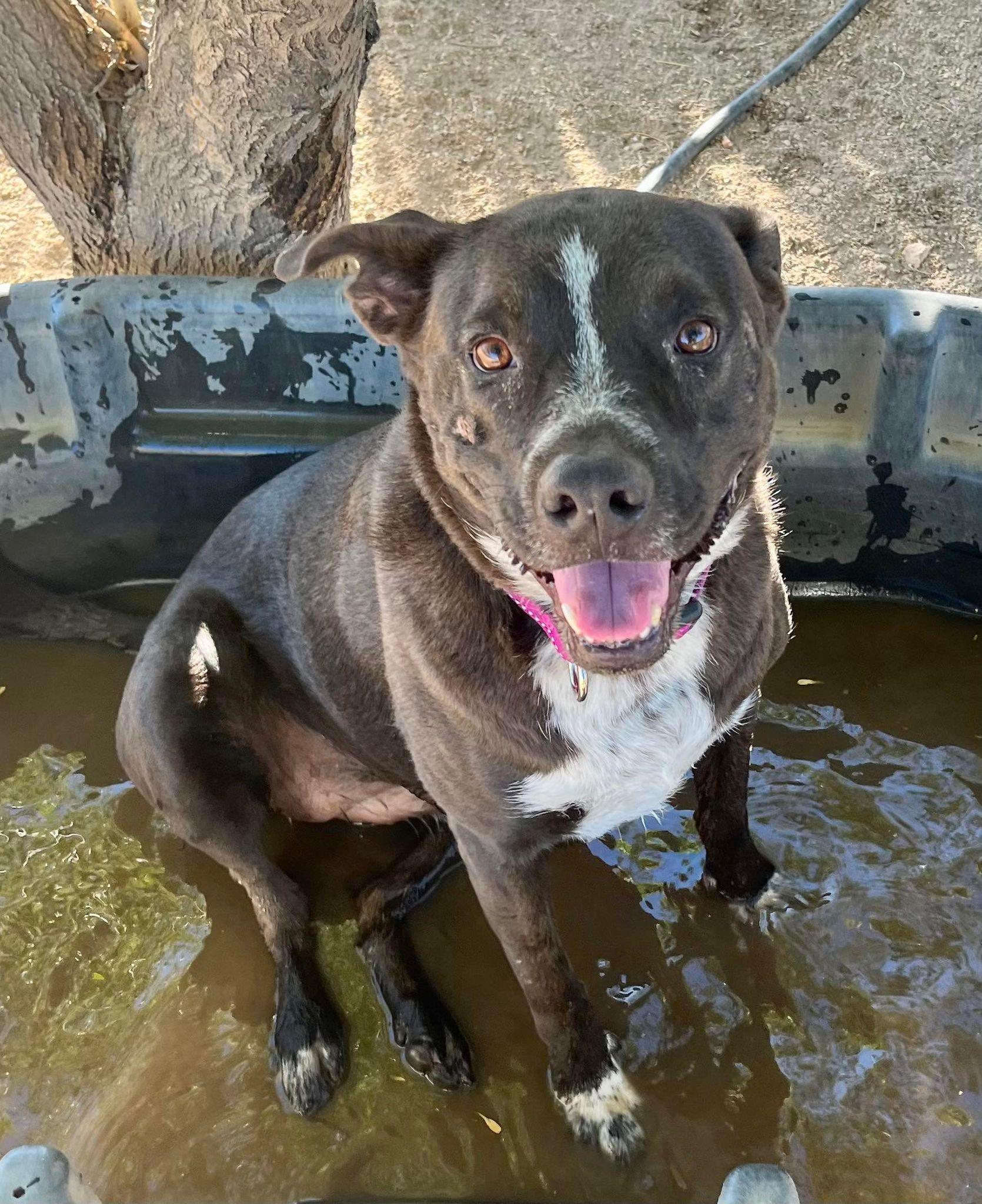 Enlarge Macy , an adopted mixed breed in Montesano, WA image 1/6