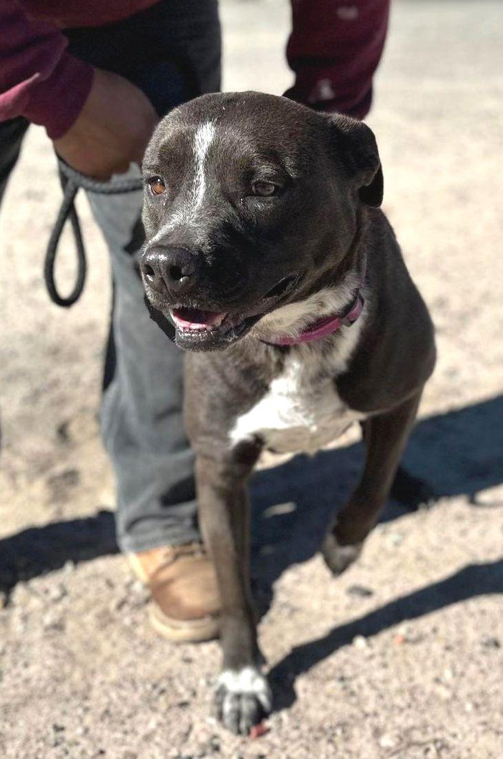 Enlarge Macy , an adopted mixed breed in Montesano, WA image 5/6