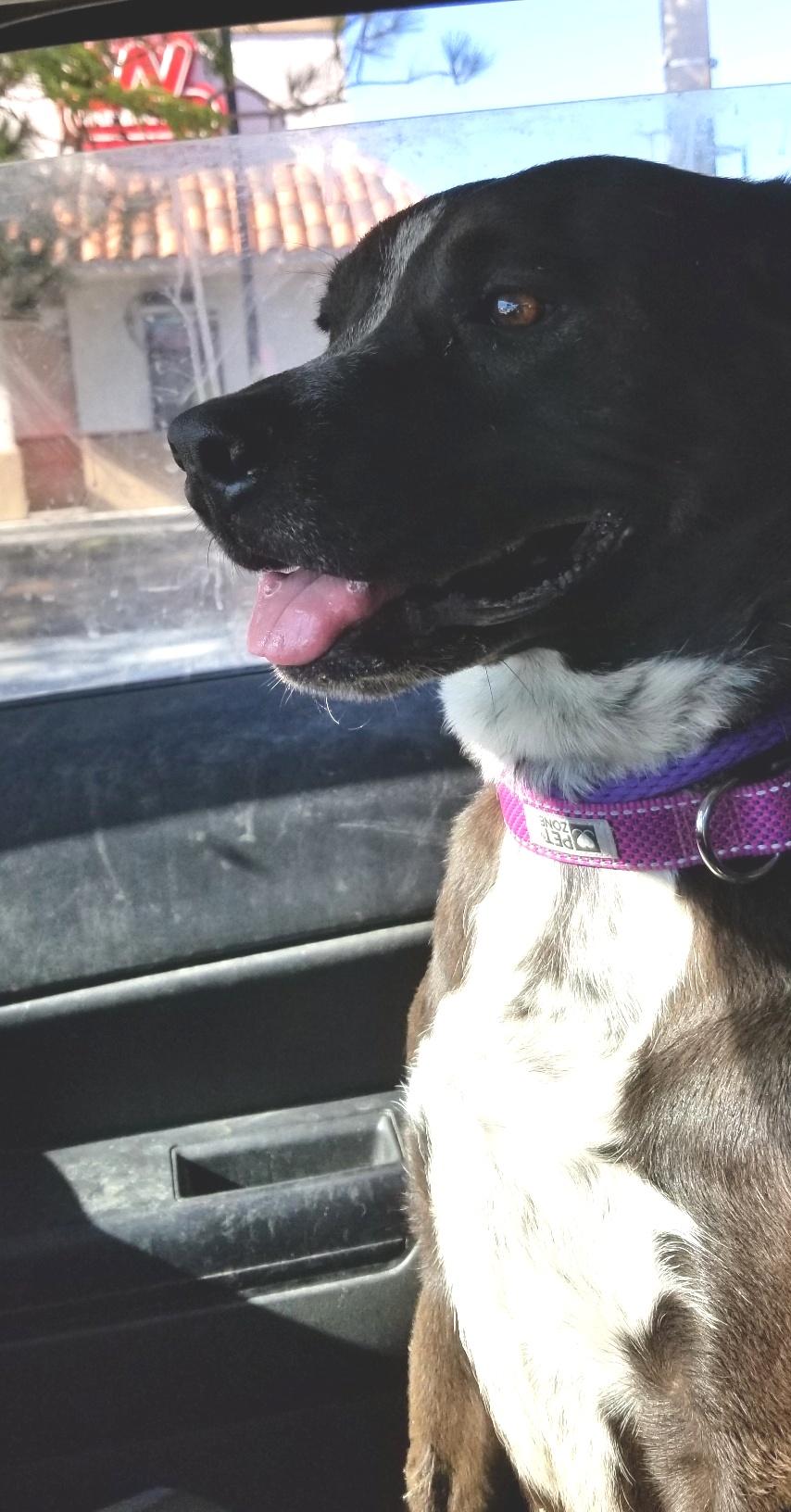 Enlarge Macy , an adopted mixed breed in Montesano, WA image 2/6