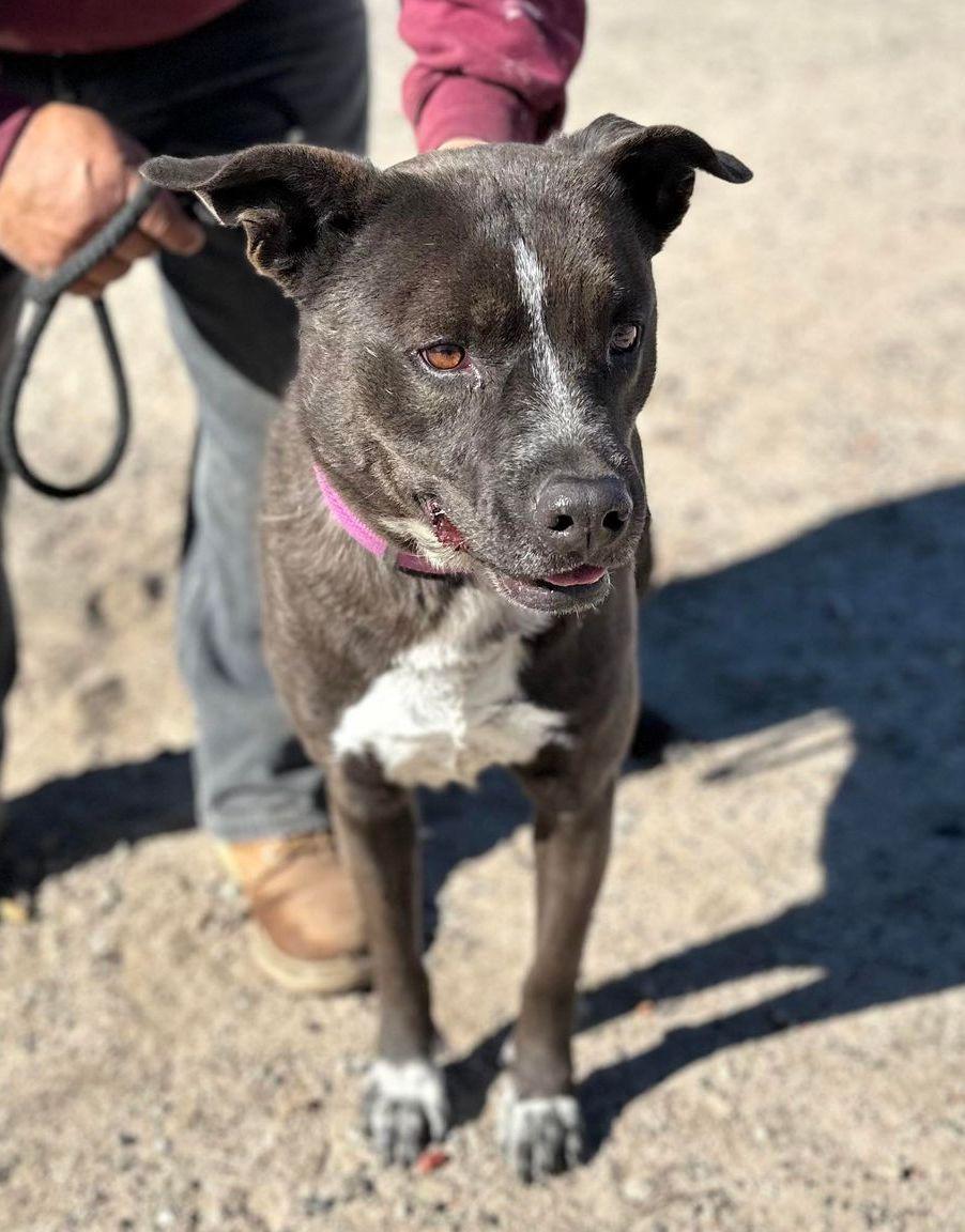 Enlarge Macy , an adopted mixed breed in Montesano, WA image 6/6