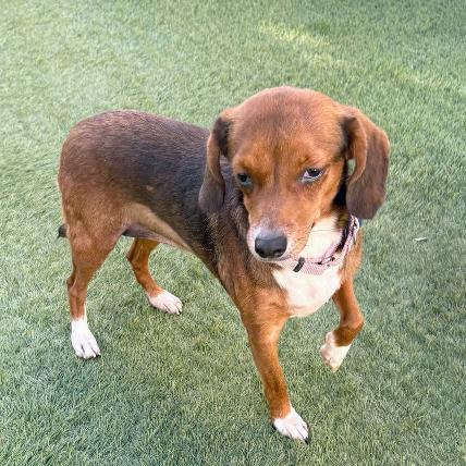 Pacer Belmont, Adoptable, Adult Female Chihuahua & Beagle.