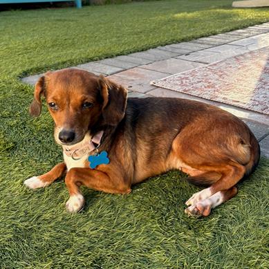 Enlarge Pacer Belmont, a Adoptable mixed breed in London, OH image 2/5