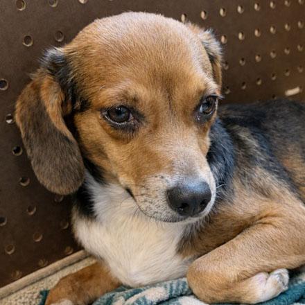 Enlarge Pacer Belmont, a Adoptable mixed breed in London, OH image 2/3