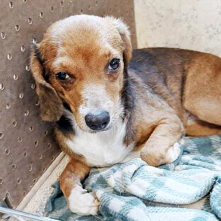 Pacer Belmont, Adoptable, Young Female Chihuahua & Beagle.