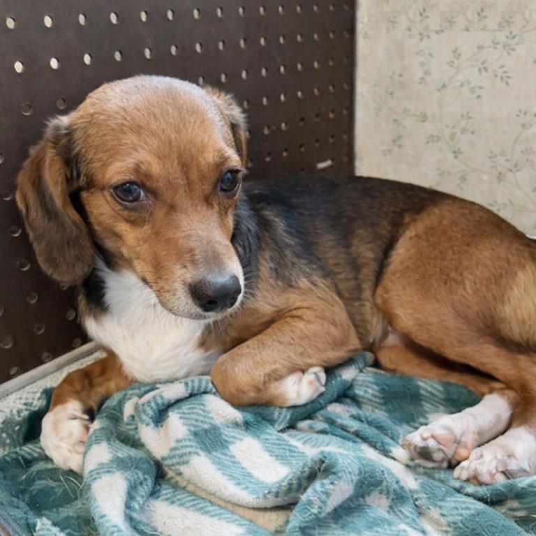 Enlarge Pacer Belmont, a Adoptable mixed breed in London, OH image 3/3
