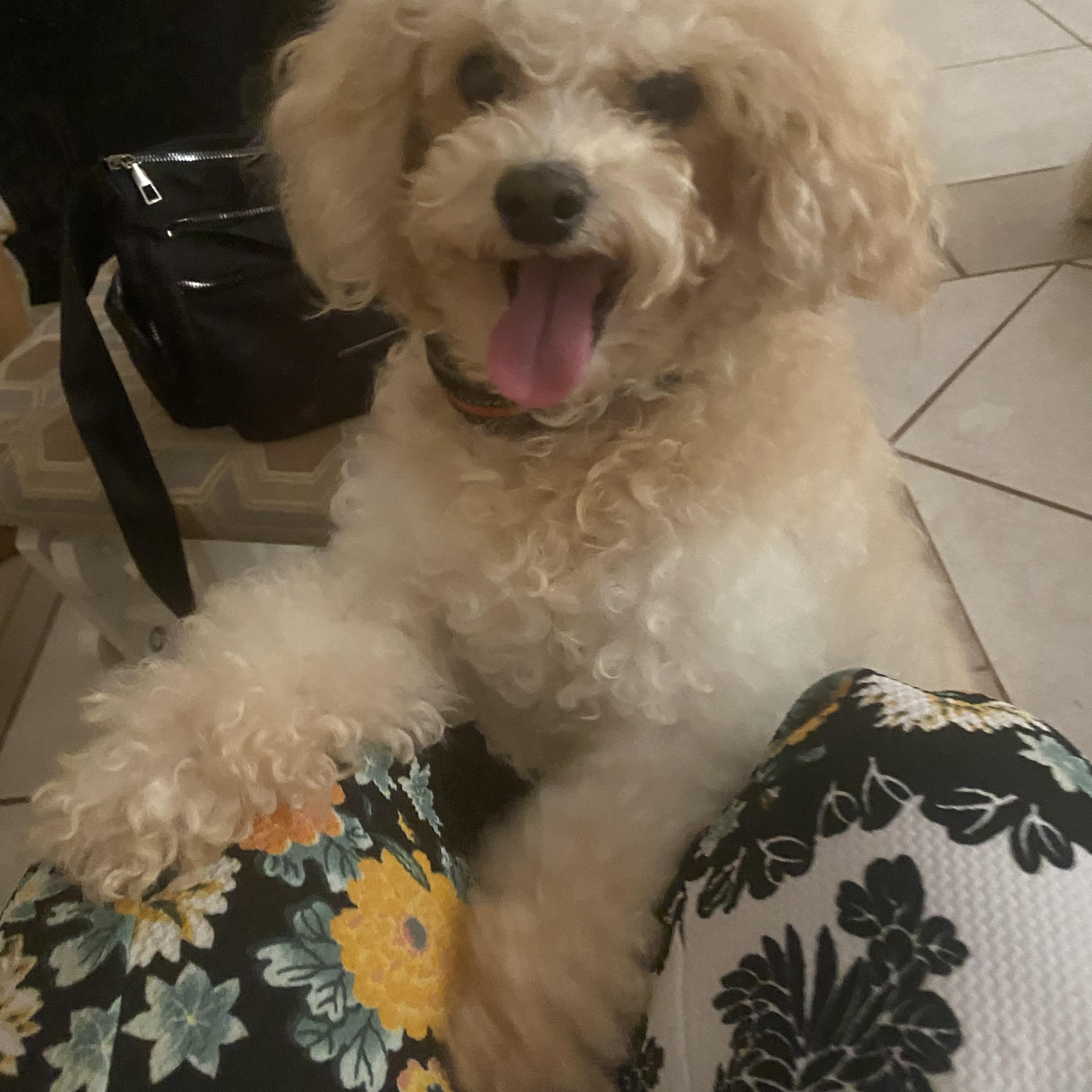 Barry, ADOPTABLE, Adult Male Poodle (Toy).
