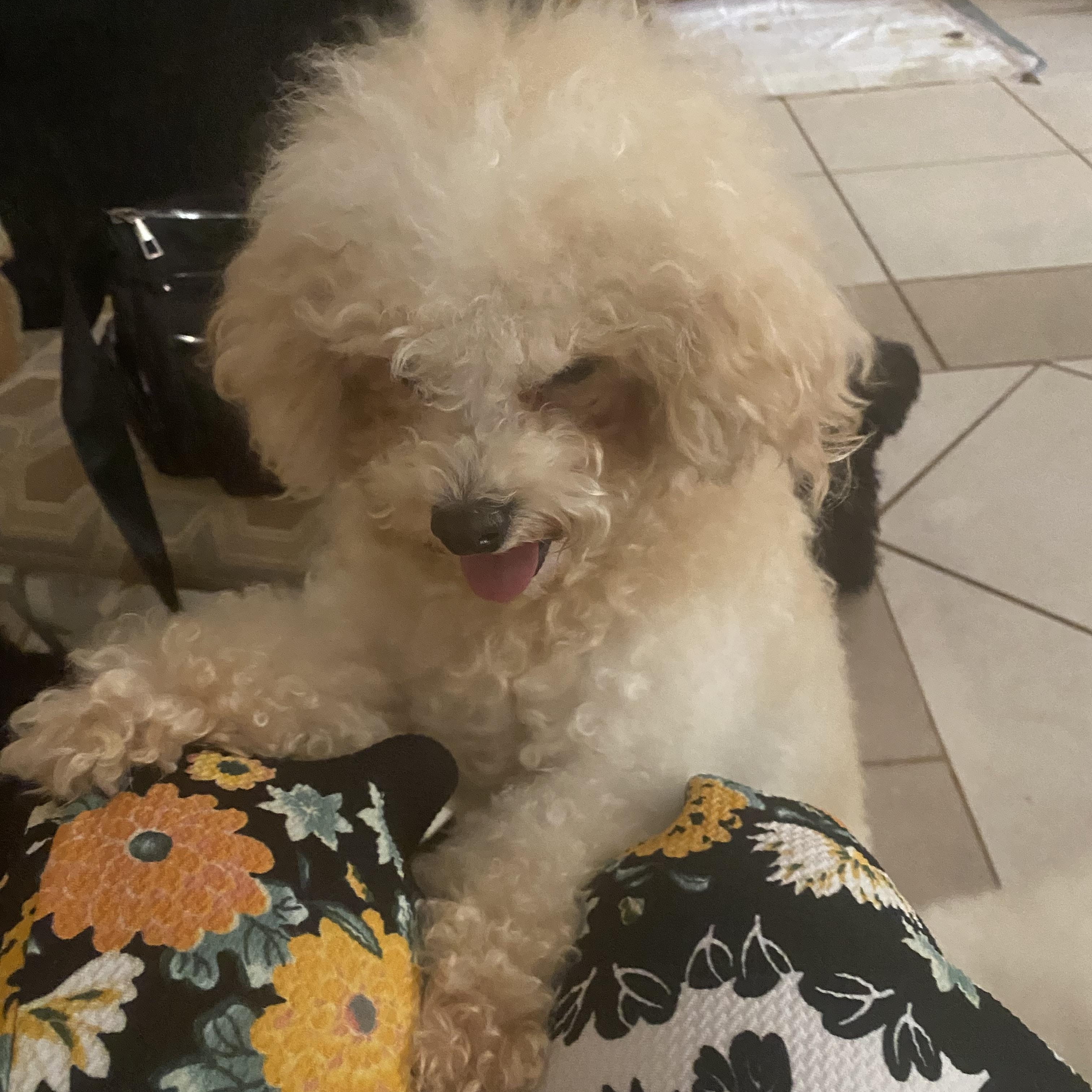 Barry, a ADOPTABLE Poodle (Toy) in Moreno Valley, CA image 5/5